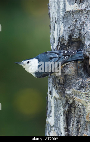 Weißer-breasted Kleiber Sitta Carolinensis Männchen bei Verschachtelung Hohlraum Rocky Mountain National Park Colorado USA Stockfoto