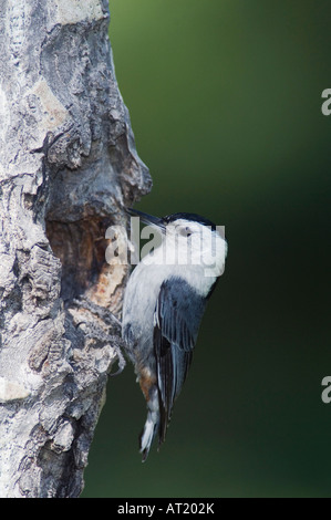 Weißer-breasted Kleiber Sitta Carolinensis Männchen bei Verschachtelung Hohlraum Rocky Mountain National Park Colorado USA Stockfoto