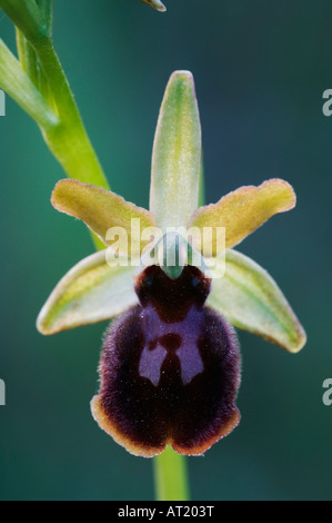 Kleine Spinne Orchidee Ophrys Araneola Blüte Nationalpark Lake Neusiedl Burgenland Österreich April 2007 Stockfoto