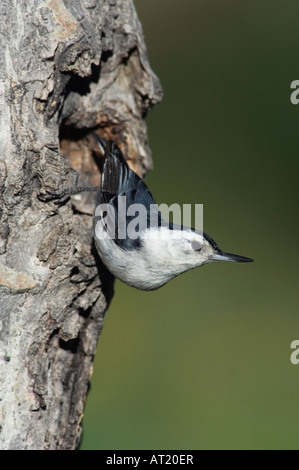 Weißer-breasted Kleiber Sitta Carolinensis Männchen bei Verschachtelung Hohlraum Rocky Mountain National Park Colorado USA Stockfoto