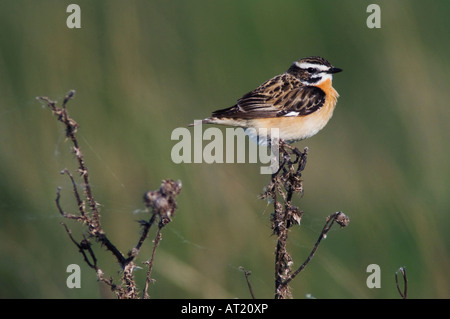 Braunkehlchen Saxicola Rubetra männlichen Nationalpark Lake Neusiedl Burgenland Österreich April 2007 Stockfoto