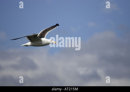 Erwachsenen Kelp Möwe im Flug Stockfoto