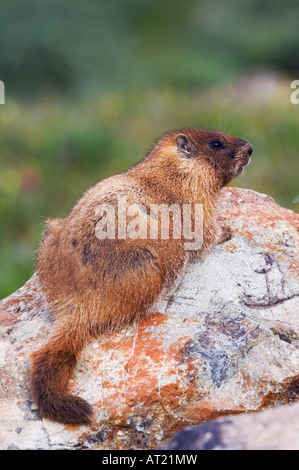 Bauche Marmot Marmota Flaviventris junge Verlegung auf Felsen Ouray San Juan Mountains Rocky Mountains Colorado USA Juli 2007 Stockfoto