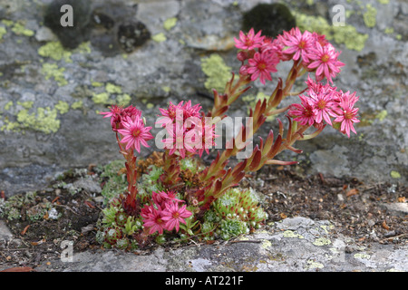 Spinnennetz Hauswurz Sempervivum Arachnoideum Gran Paradiso Italien Stockfoto