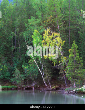 Wald im Frühherbst entlang der Ufer des Kanas See Kanas See Natur Reserve Altay Berge Xinjiang Nordwestchina Stockfoto