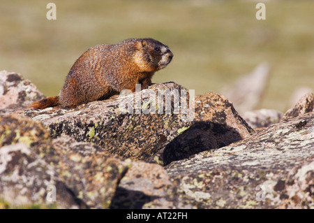 Bauche Marmot Marmota Flaviventris Erwachsenen auf Felsbrocken Rocky Mountain National Park Colorado USA Juni 2007 Stockfoto