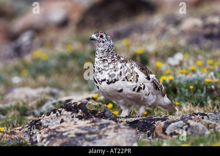 White-tailed Schneehühner Lagopus Leucurus Männchen im Sommer Gefieder auf alpine Tundra Colorado Rocky Mountain Nationalpark Stockfoto