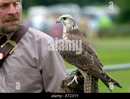 Falkner mit ausgebildeten Jagd Falcon (Gyr mit Saker gekreuzt) Stockfoto