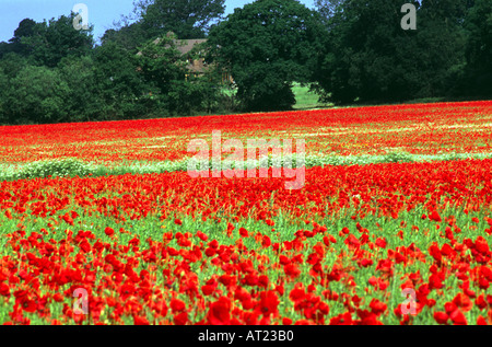 Mohnfeld mit Häuschen im Hintergrund berks Stockfoto