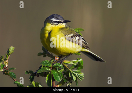 Gelbe Bachstelze Motacilla Flava männlichen Nationalpark Lake Neusiedl Burgenland Österreich April 2007 Stockfoto