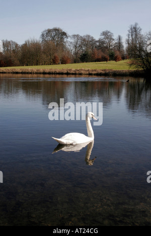 HÖCKERSCHWAN SCHWIMMEN AUF EINEM ENGLISCH-SEE. Stockfoto