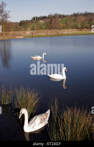 HÖCKERSCHWAN UND CYGNETS AN EINEM SEE. Stockfoto