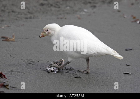 Verschneiten Scheidenschnabel Süd-Georgien Stockfoto