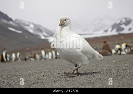 Verschneiten Scheidenschnabel Süd-Georgien Stockfoto