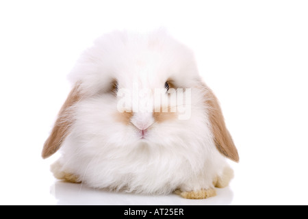 Niedliche kleine Osterhasen auf weißem Hintergrund Stockfoto