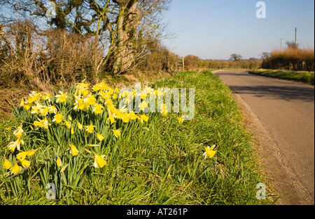 Wilde Narzissen wachsen an der Seite einer Landstraße. Auf die Schüler/inen von Hampshire und Dorset. UK Stockfoto