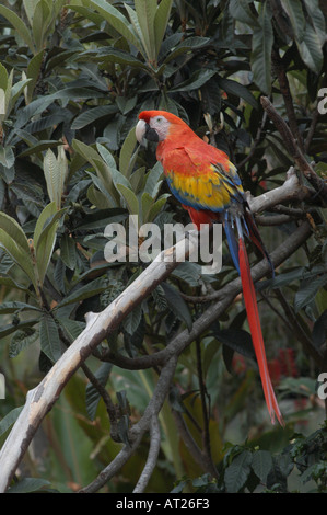 Papagei auf einem Baum Stockfoto