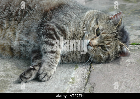 Tabby Katze liegend auf kühlen Beton. Stockfoto