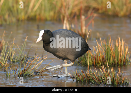 Blässhuhn Fulica Atra auf gefrorenen Teich Vereinigtes Königreich Stockfoto