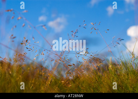 Low-Winkel vergrößerte Ansicht des Australian native alpine Rasen Stockfoto