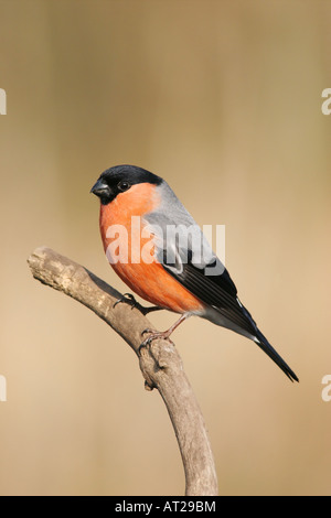 Männliche Gimpel Pyrrhula Pyrrhula Vereinigtes Königreich Stockfoto