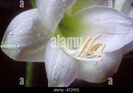 Blume Stockfoto