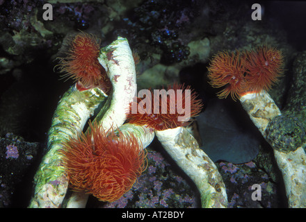 Branchiomma SP., tropischen marine Sabellid Wurm, Indo-Pazifik. Stockfoto