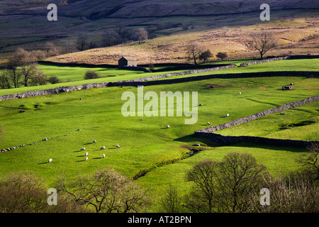 Schafe weiden in der Nähe von Malham Malhamdale Yorkshire Dales England Stockfoto