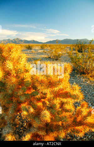 Cholla Cactus bei Sonnenuntergang, Humbolt - Toiyabe National Forest, Nevada Stockfoto