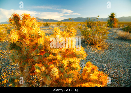 Cholla Cactus bei Sonnenuntergang, Humbolt - Toiyabe National Forest, Nevada Stockfoto