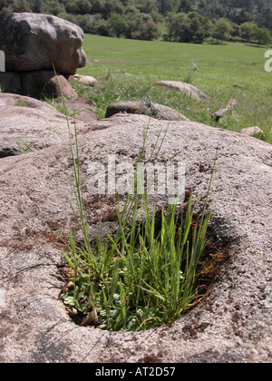 Indianer in Kalifornien Yokuts Stamm Zentralkalifornien würde Hutmuttern zu Mehl auf Granitplatten Pfund. Stockfoto