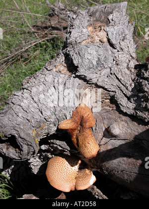 Pilze in einem Baum stumpf Sierra Foothills CA USA Stockfoto