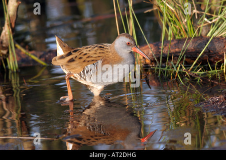 Wasser-Schiene Rallus Aquaticus in Wasser unter den Binsen Vereinigtes Königreich Stockfoto