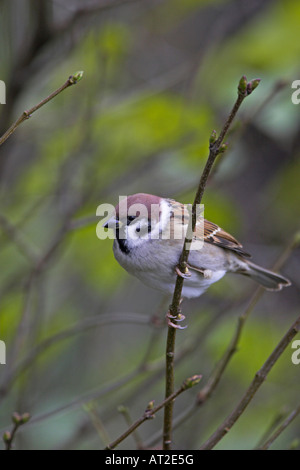 Eurasische Tree Sparrow Passer Montanus Nationalpark Kleinkumanien Ungarn Stockfoto