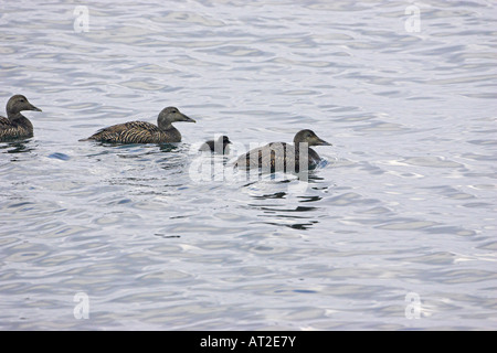 Gemeinsamen Eiderente Somateria Mollissima weibliche Isle of May Firth of Forth-Schottland Stockfoto