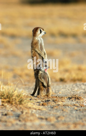 Mutter und gähnende Baby-Erdmännchen in den frühen Morgenstunden Stockfoto