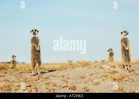 4 vier Erdmännchen in Gruppe auf der Suche nach Räubern in den frühen Morgenstunden Stockfoto