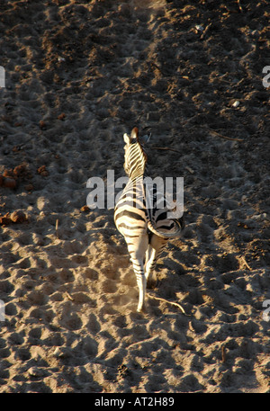 Einsames Zebra bei Meno ein Kweno in der Nähe von Boteti River Sand und Schatten im südlichen Afrika Botswana Stockfoto