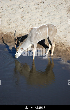 Männliche Kudu Tragelaphus Strepsiceros trinken bei Meno A Kwena mit Spiegelung im Wasser im südlichen Afrika Botswana Stockfoto
