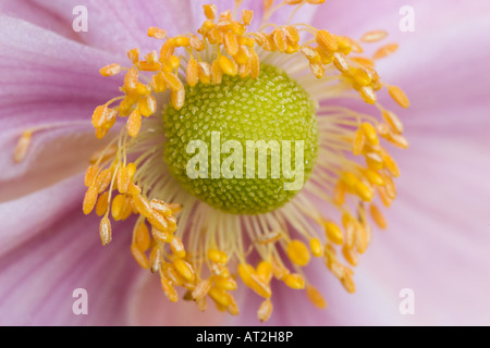 Nahaufnahme Foto japanische Anemone Blume Stockfoto