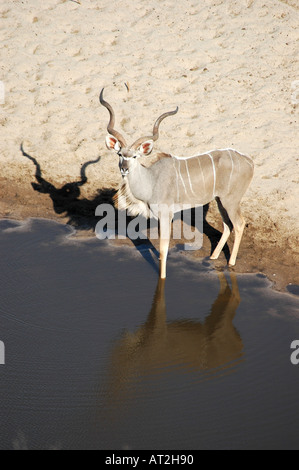 Männliche Kudu Tragelaphus Strepsiceros trinken bei Meno A Kwena mit Spiegelung im Wasser im südlichen Afrika Botswana Stockfoto