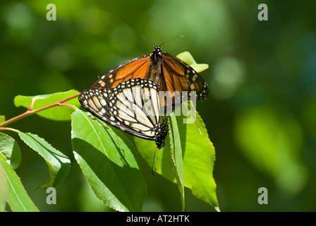 Monarchfalter Danaus Plexippus paar Paarung Stockfoto