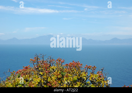 Blick über Meer mit Strauch und roten Blumen im Vordergrund am Cape Point im Naturschutzgebiet Kap der guten Hoffnung in Südafrika Stockfoto