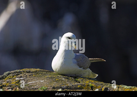 Nördlichen Fulmar Fulmarus Cyclopoida Isle of May Firth of Forth-Schottland Stockfoto