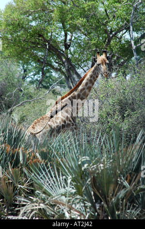 Giraffe Giraffa Giraffe am späten Nachmittag Tubu Tree Safari Camp im Okavango Delta-Botswana-Südafrika Stockfoto