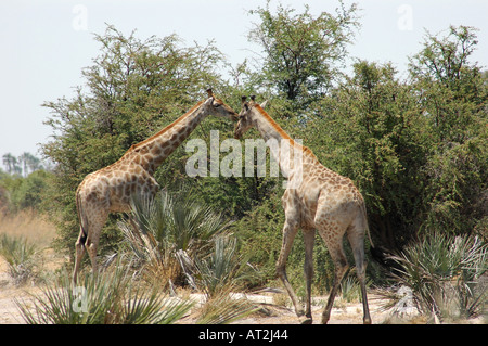 Zwei Giraffe Giraffa Giraffe am späten Nachmittag Tubu Tree Safari Camp im Okavango Delta-Botswana-Südafrika Stockfoto