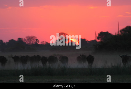 Buffalo stampede in Staub bei Sonnenuntergang Tubu Tree Safari Camp im Okavango Delta-Botswana-Südafrika Stockfoto