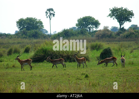 Familie von roten Letschwe Kobus Leche Weiden am Ufer des Flusses Tubu Tree Safari Camp im Okavango Delta-Botswana-Südafrika Stockfoto