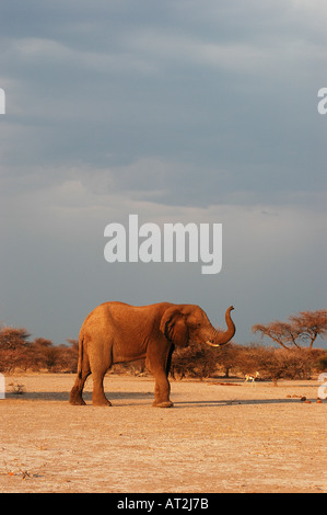 Afrikanischer Elefant Loxodonta Africana gegen dunklen Himmel am Nxai Pan Nationalpark im südlichen Afrika Botswana Kalahari-Wüste Stockfoto