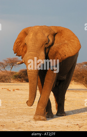 Elefant Loxodonta Africana gegen dunklen Himmel am Nxai Pan Nationalpark im südlichen Afrika Botswana Kalahari-Wüste Stockfoto